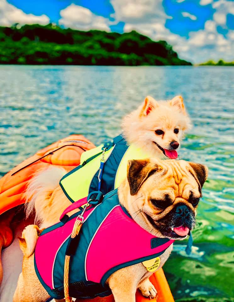 Lozier pet photo contest: water activity winner. dogs near the water.